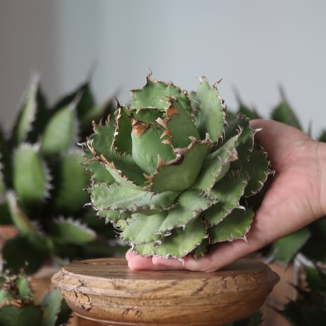 U.S. filigree (Agave titanota filigree) / Style of Chika　no.1130-4