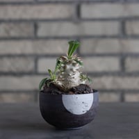 トリコディアデマ　ミラビレ　模様木 トリコディアデマ ミラビレ 模様木