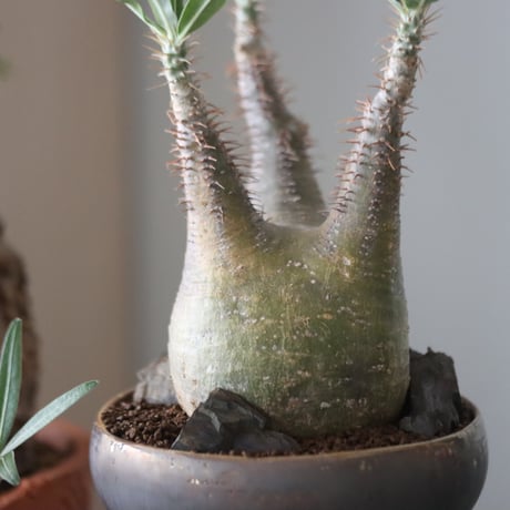 Pachypodium gracilius × たけろうポット    no.51225