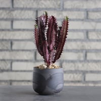 Euphorbia trigona f. rubra (紅彩雲閣) × N/OH (3.5号)  no.607/39