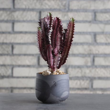 Euphorbia trigona f. rubra (紅彩雲閣) × N/OH (3.5号)  no.607/39