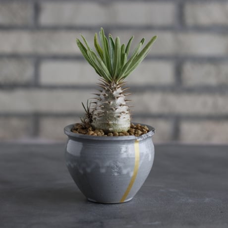 Pachypodium gracilius × N/OH (2.5号)  no.706-34