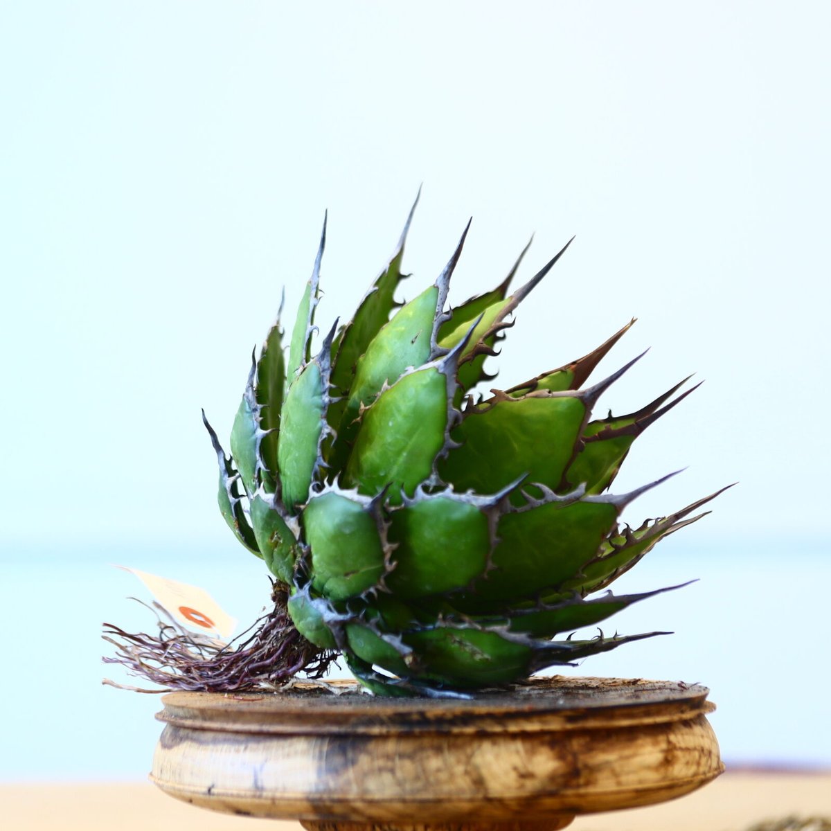Agave horrida / Style of Chika no.1015/72 | 芽の巣山