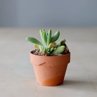 N/OH【澪標-芽の巣山別注】山ノ月ブラック+ moon / S no.515109 |