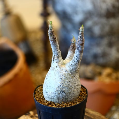 Pachypodium gracilius   no.32433