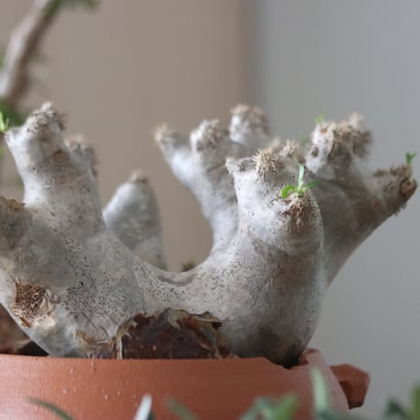 Pachypodium densiflorum var. brevicalyx × N/OH     no.51232
