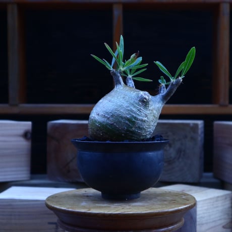 パキポディウム  グラキリス／Pachypodium  gracilius       no.62044