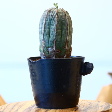 N/OH × Euphorbia obesa    no.61806