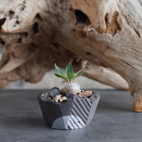 Pachypodium hyb.【{大黒×恵比寿笑}×大黒】(BANKSIA WORKS ) × N/OH (2号)  no.622-30