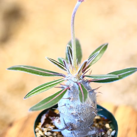 パキポディウム カクチペス(実生) / Pachypodium rosulatum var. cactipes   no.51449