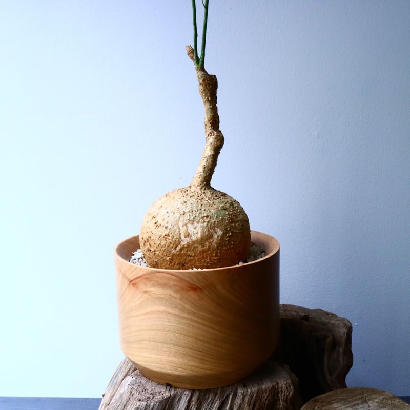 アデニア ペリエリ 挿し木株 植物 Adenia perrieri アデニア ペリエリ