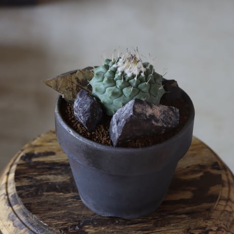 ストロンボカクタス 菊水 × YAMABACHI var.takero pot  no.1020-15
