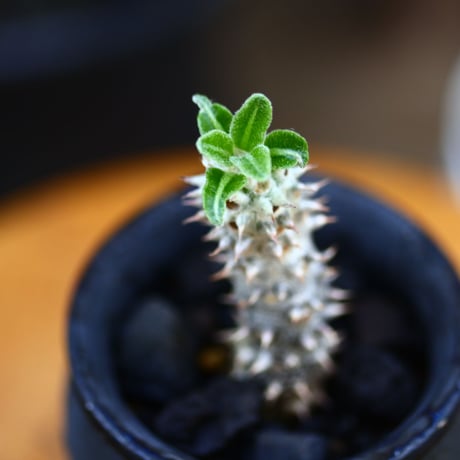 パキポディウム タッキー／Pachypodium'Tackyi'        no.91204
