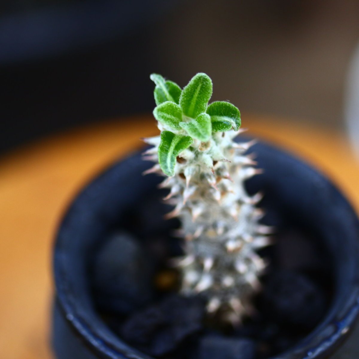 パキポディウム タッキー／Pachypodium'Tackyi' no.9120