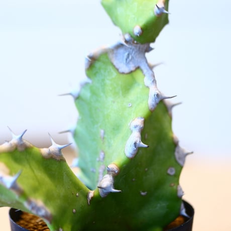 ユーフォルビア トルティリス / Euphorbia tortilis  no.51422