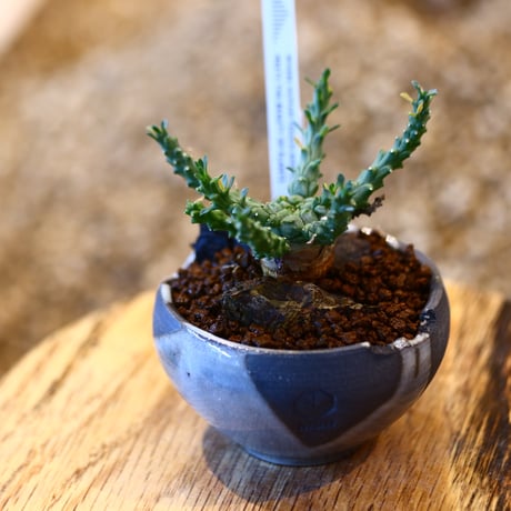 Euphorbia gorgonis × N/OH   no.11403
