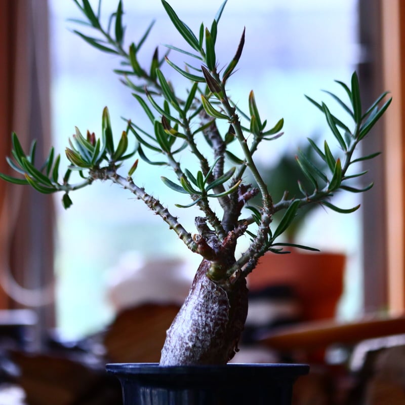 パキポディウム サキュレンタム Pachypodium Succulentum no