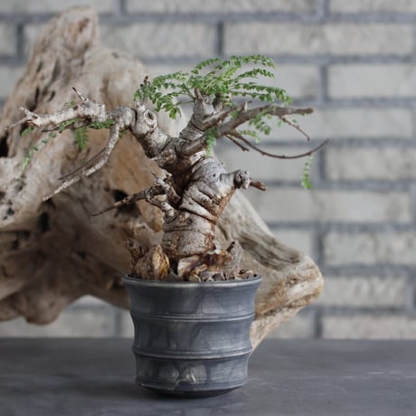 Boswellia neglecta × Yuta Uchida (3.5号)  no.629-41