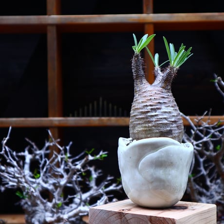 パキポディウム  グラキリス／Pachypodium  gracilius       no.51609
