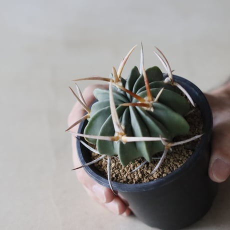 Echinofossulocactus coptonogonus / 竜剣丸 (3号鉢)  no.913/33