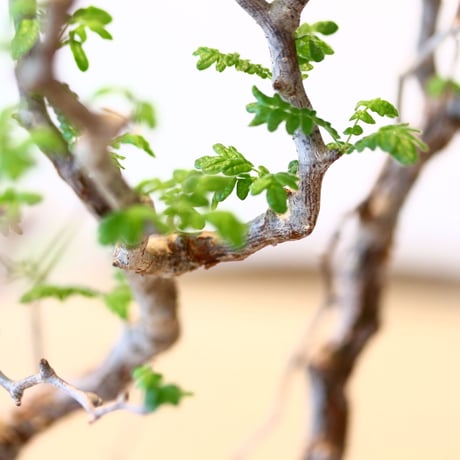 コミフォラ モンストローサ / Commiphora monstrosa   no.41622