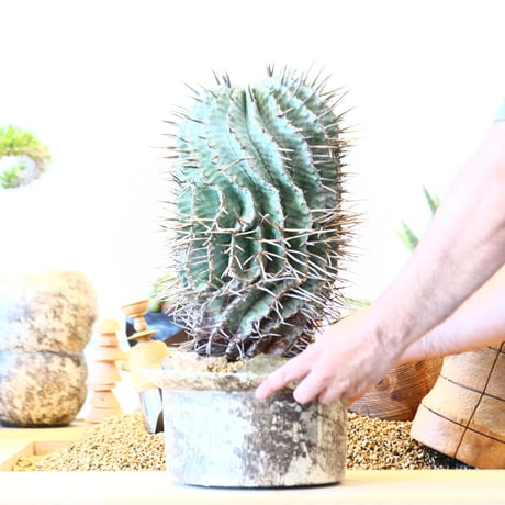 Euphorbia horrida 'major'  × たけろうポット   no.91752
