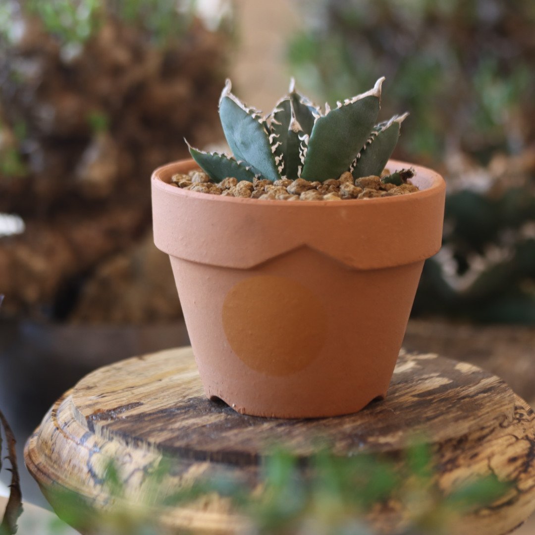 Agave titanota South African Diamond 
