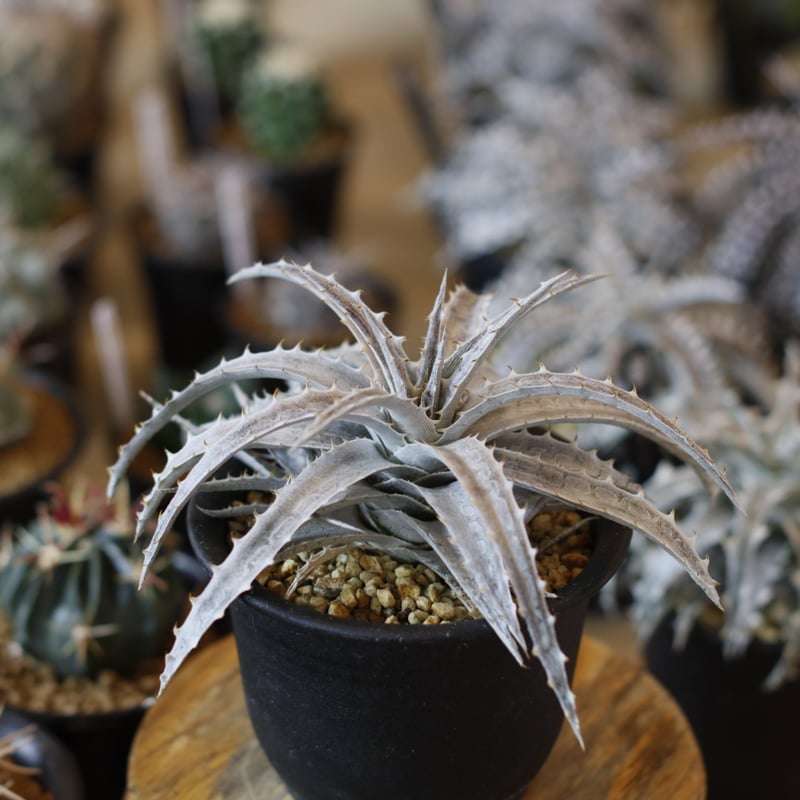 Dyckia 'Fujiyama' x incana (4号鉢) no.1226/41 |