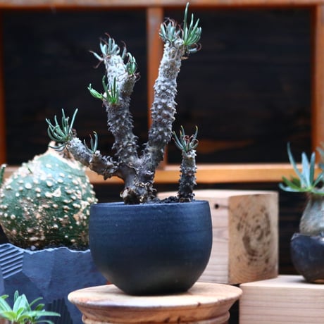 チレコドン  ワリチー   Tylecodon wallichii   no.102459