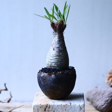パキポディウム グラキリス   Pachypodium rosulatum var. gracilius no.92735-3