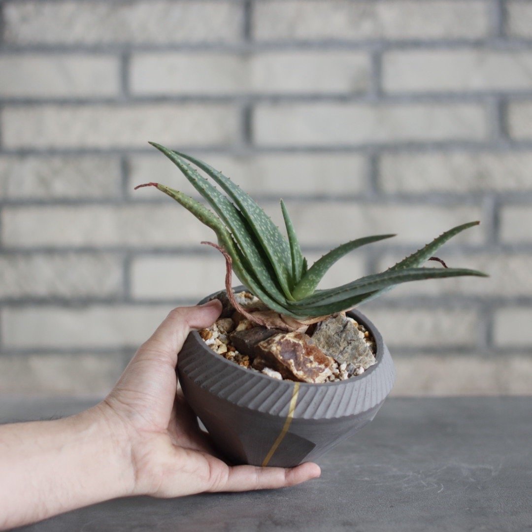 ALOEさま専用 Aloe lavranosii Reynolds Yemen CITES Species ×
