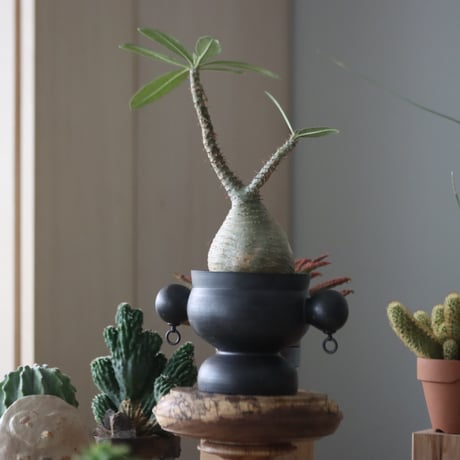 Pachypodium gracilius × Tomoya Sakai_Creator   no.51952