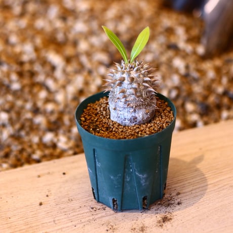 パキポディウム  エブレネウム / Pachypodium eburneum   no.50731
