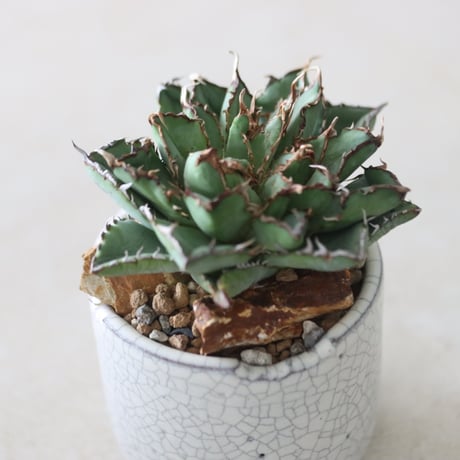 Agave titanota filigree Devil × N/OH　no.51243