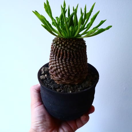 ユーフォルビア    鉄甲丸    Euphorbia bupleurifolia  No.025