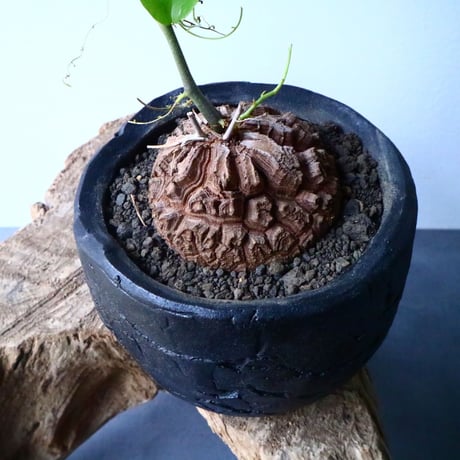 ディオスコレア   亀甲竜    Dioscorea elephantipe  No.014