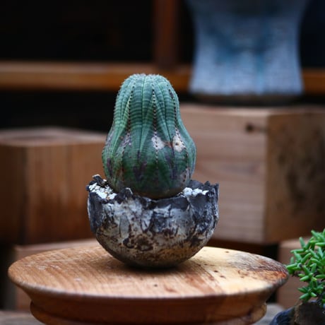 ユーフォルビア  オベサ／Euphorbia obesa    no.102427