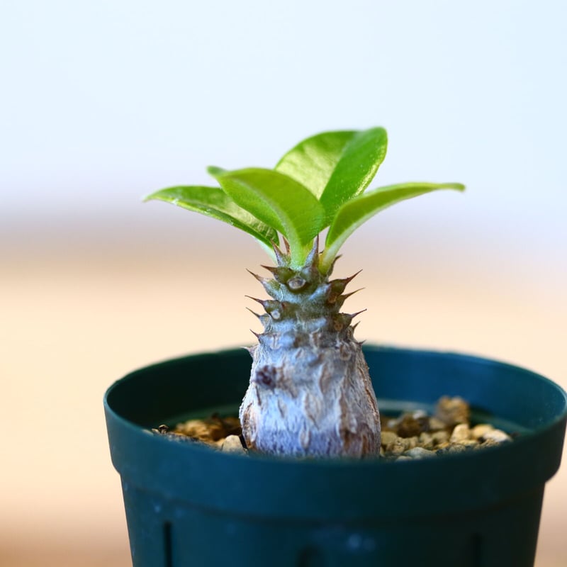 パキポディウム ウィンゾリー(実生) / Pachypodium baronii var. w