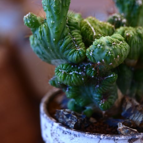 YAMABACHI ver. takero pot × Cereus variabilis f. monstrosus  no.1119-17