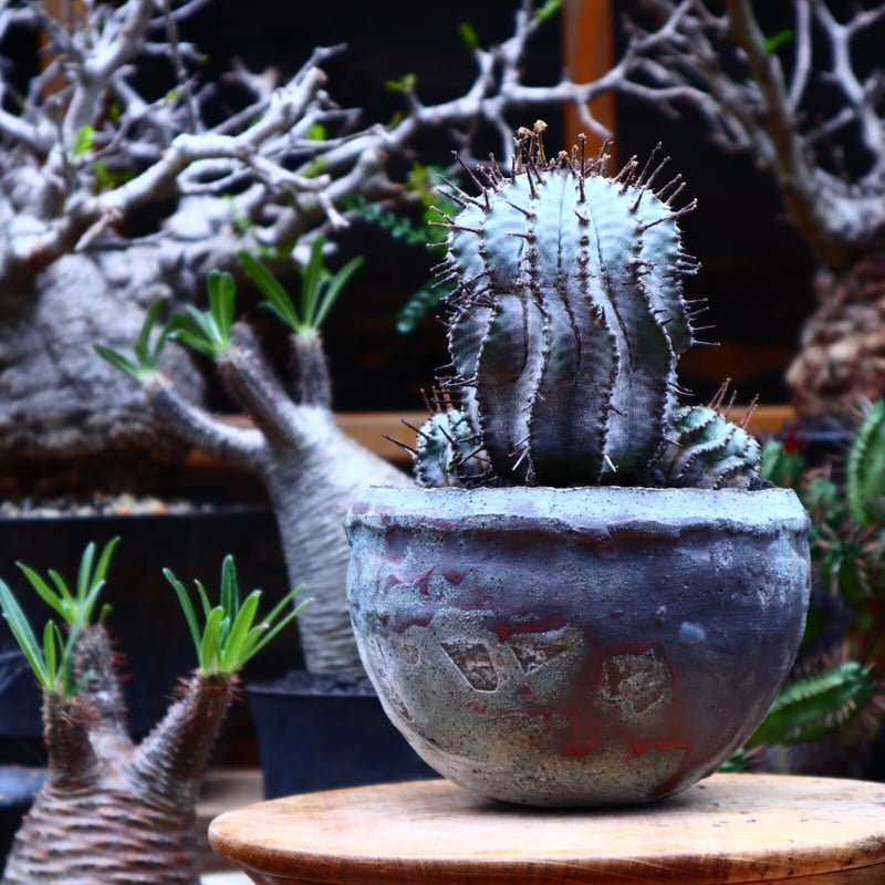 ユーフォルビア ホリダ／Euphorbia horrida no.51649 |