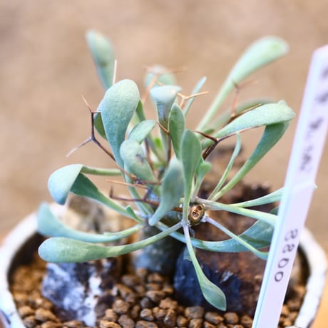 Othonna euphorbioides × N/OH   no.11411