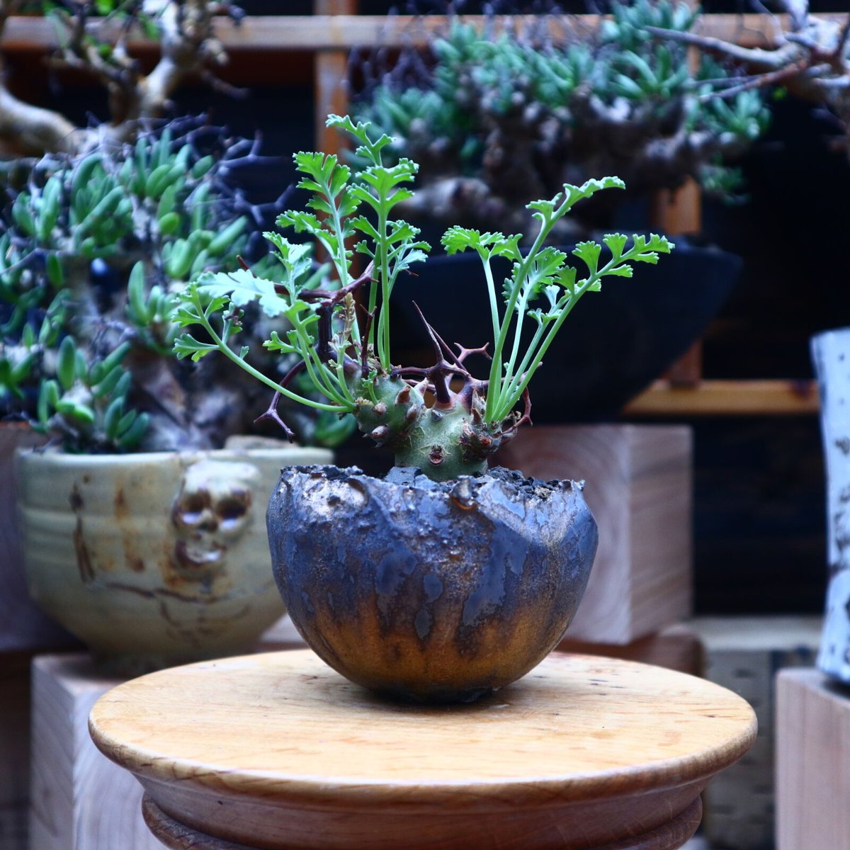 ペラルゴニウム クリズミフォリウム／Pelargonium crithmifolium