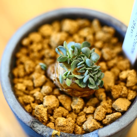 Othonna  cacalioides × N/OH    no.123105