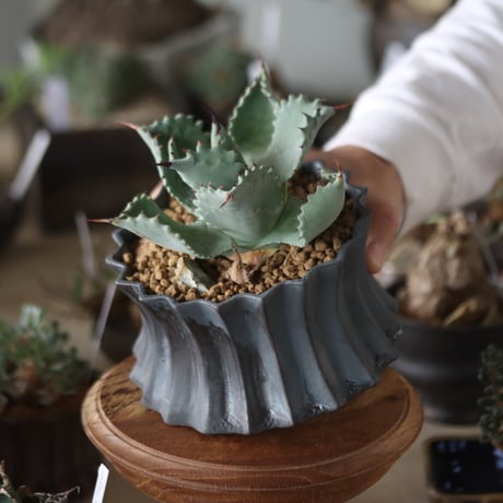 Agave hyb. potatorum × Isthmensis / Style of Chika × soso  no.1201-33