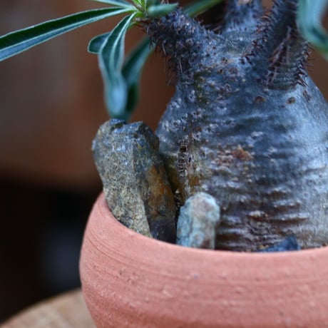 パキポディウム  グラキリス／Pachypodium  gracilius       no.120540