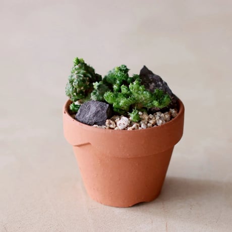 pachypodium | STORES