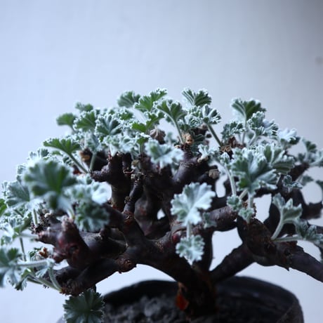 ペラルゴニム    ミラビレ　Pelargonium mirabile  　no.122201