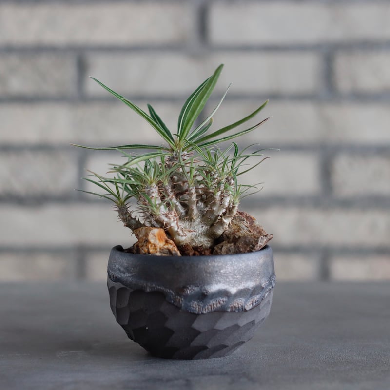 Pachypodium gracilius × N/OH (2.5号) no.817-24 Pachypodium gracilius × N/OH (2.5号) no.817-24