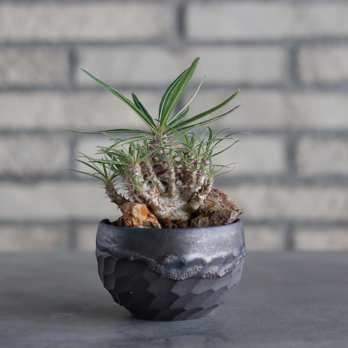 Pachypodium gracilius × N/OH (2.5号) no.817-24