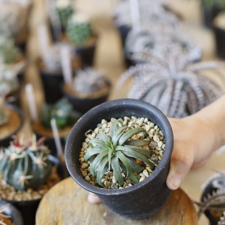 Dyckia rariflore (It’s most likely a D.remotiflora) (3号鉢)  no.1226/50